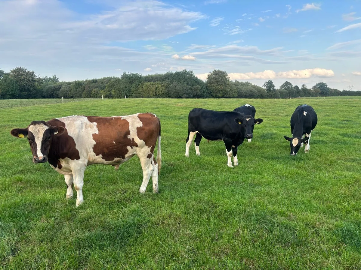 Friesian Bullocks - Image 2