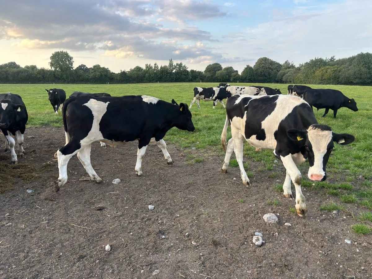 Friesian Bullocks - Image 3