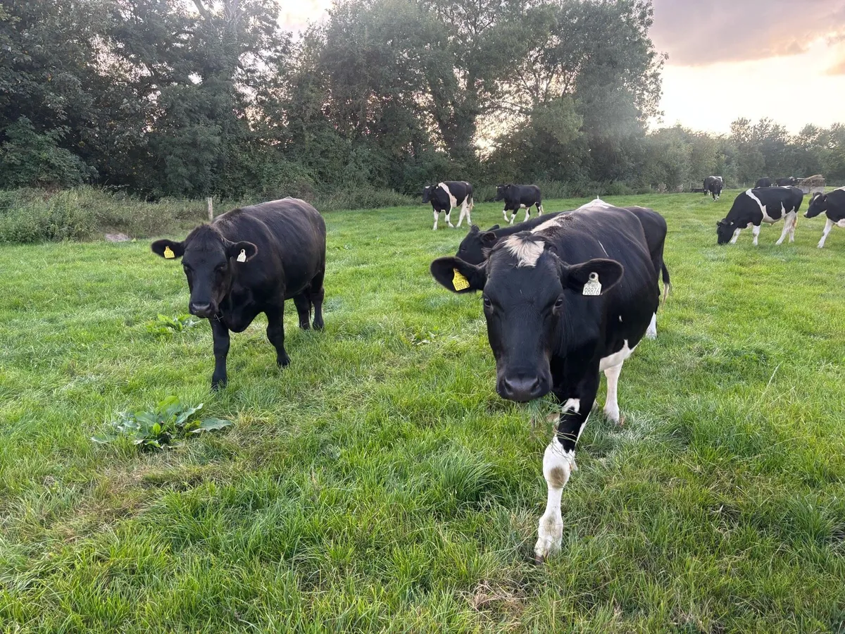 Friesian Bullocks - Image 4