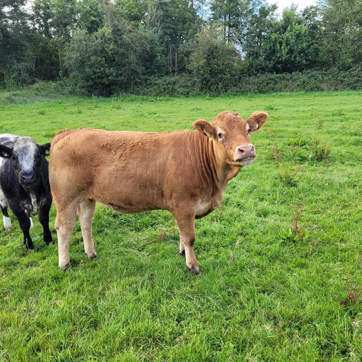 Super LMX Breeding heifer - Image 1