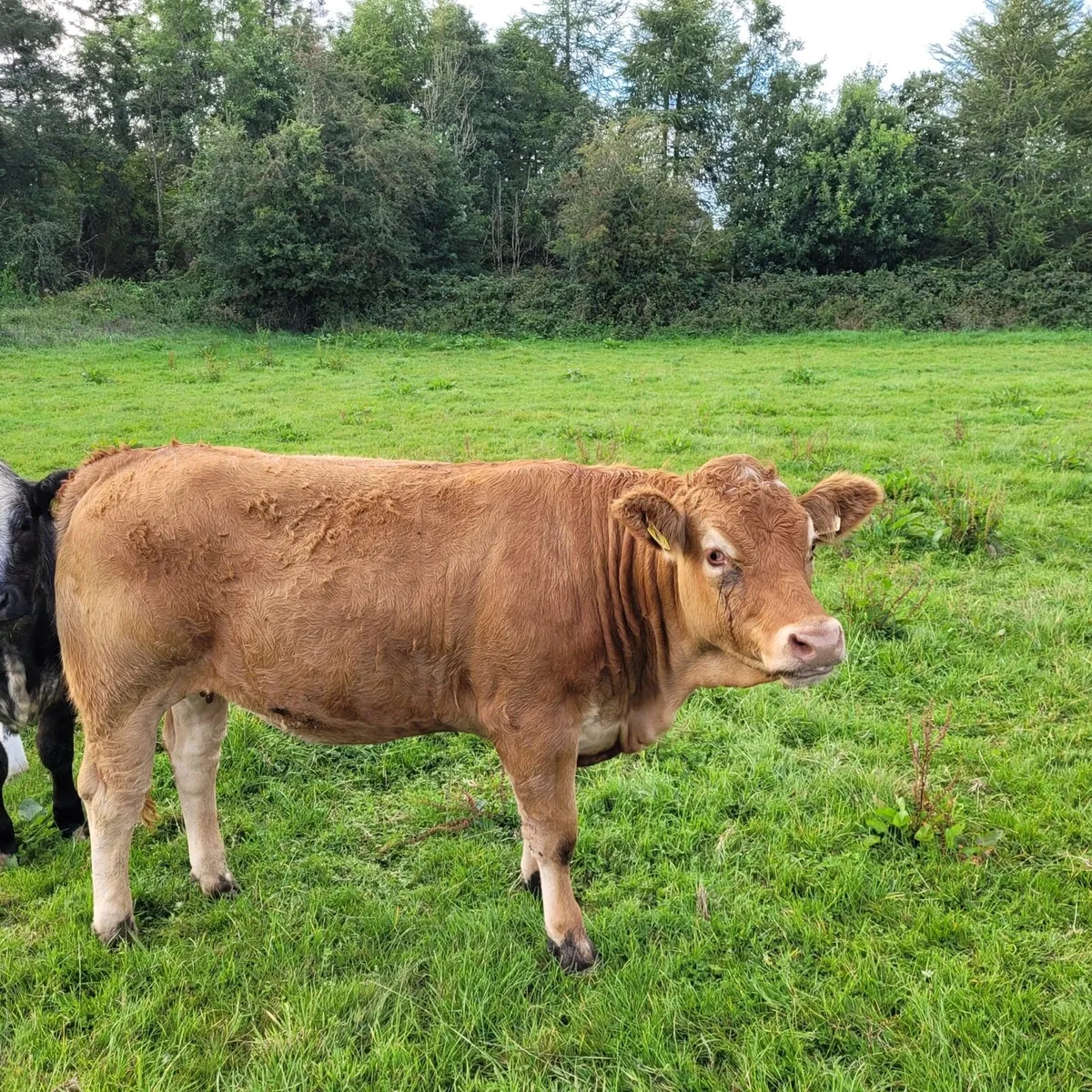 Super LMX Breeding heifer - Image 2