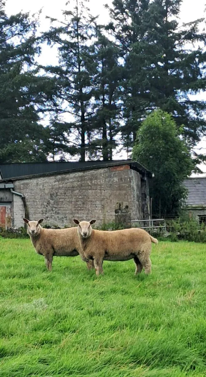 Pedigree Charollais Ewe Lamb - Image 1
