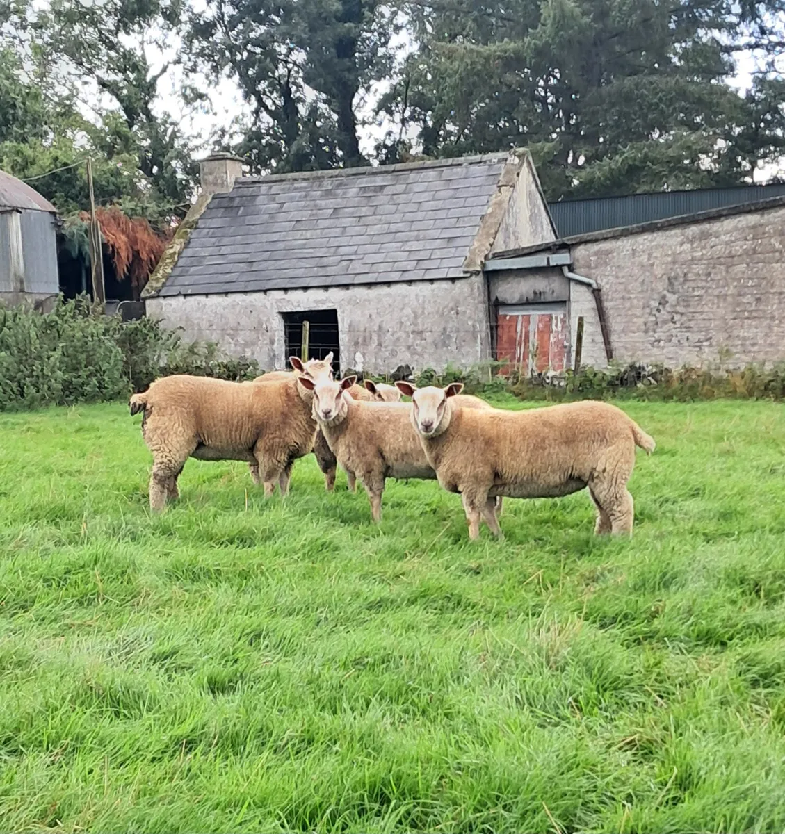 Pedigree Charollais Ewe Lamb - Image 2
