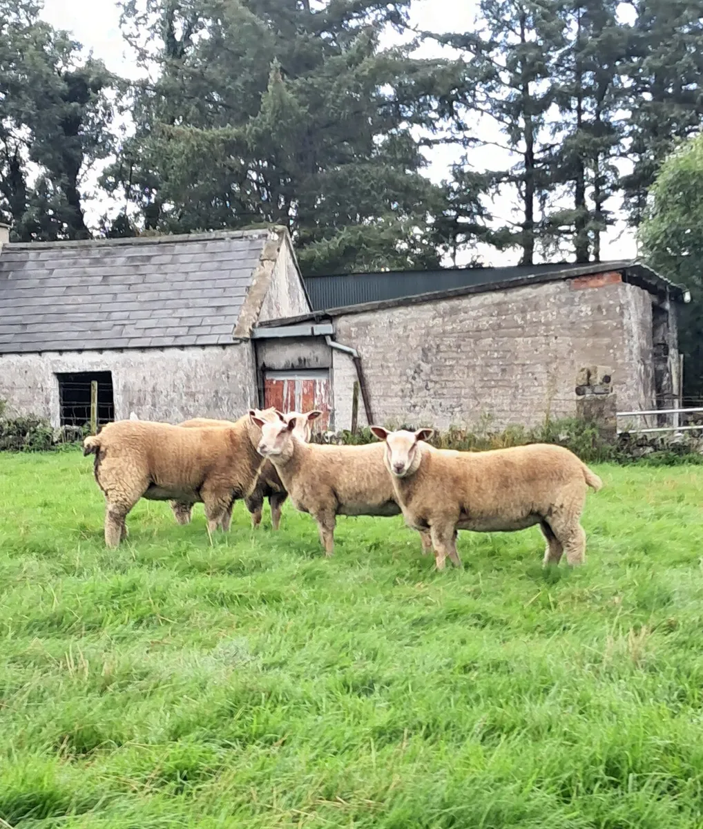 Pedigree Charollais Ewe Lamb - Image 3