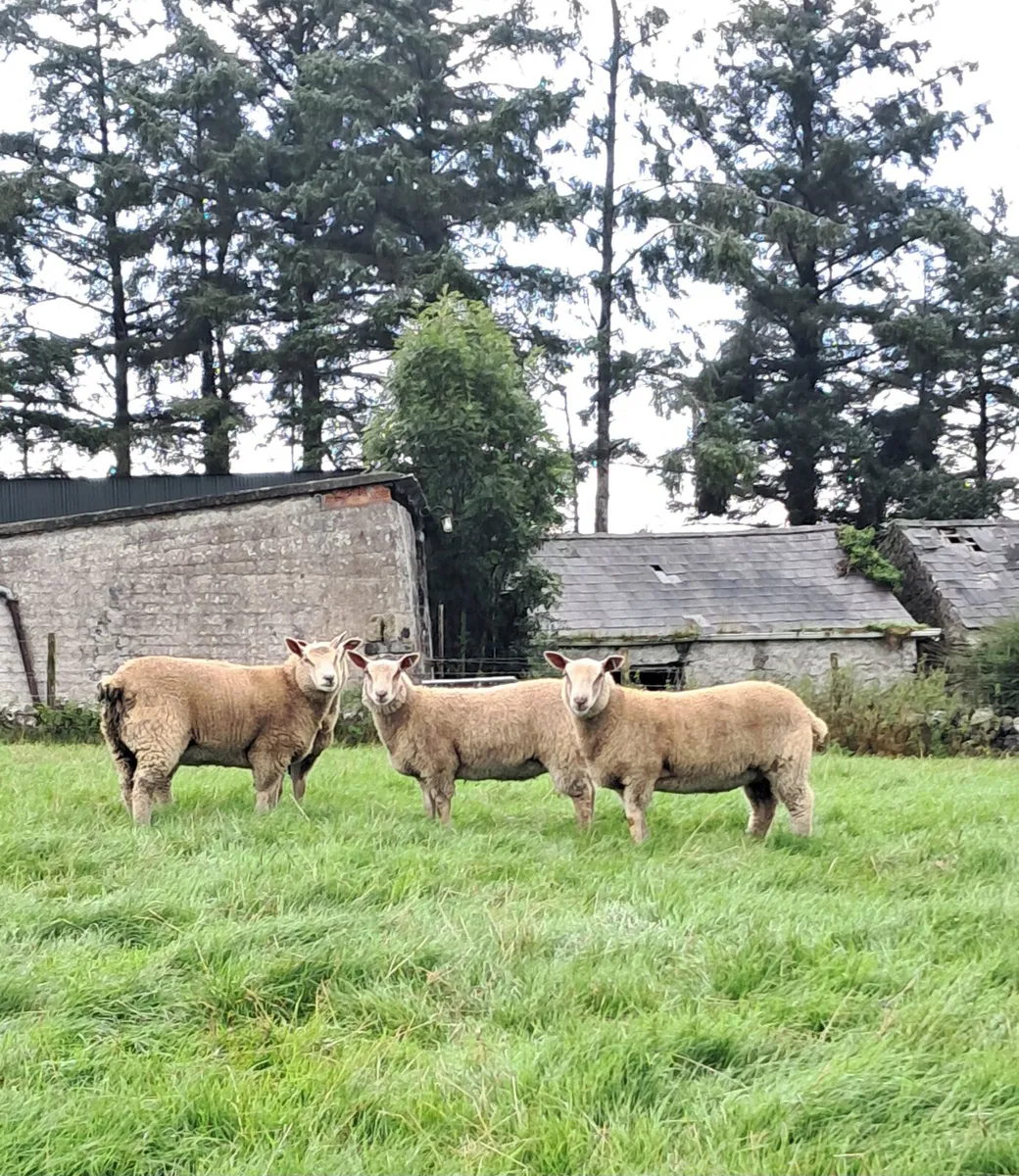 Pedigree Charollais Ewe Lamb - Image 4
