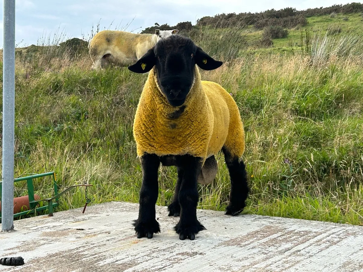 One year old Suffolk - Image 1