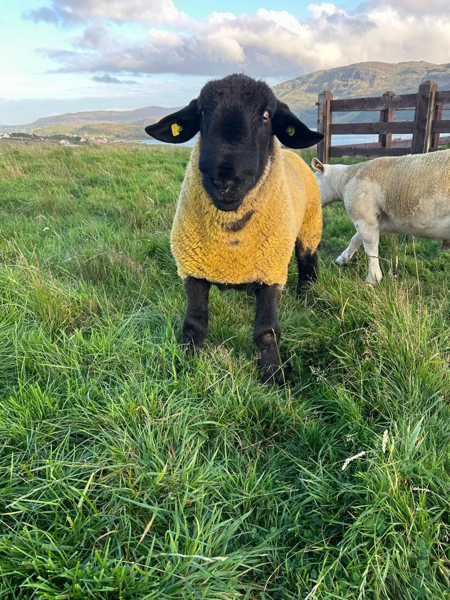 One year old Suffolk - Image 2