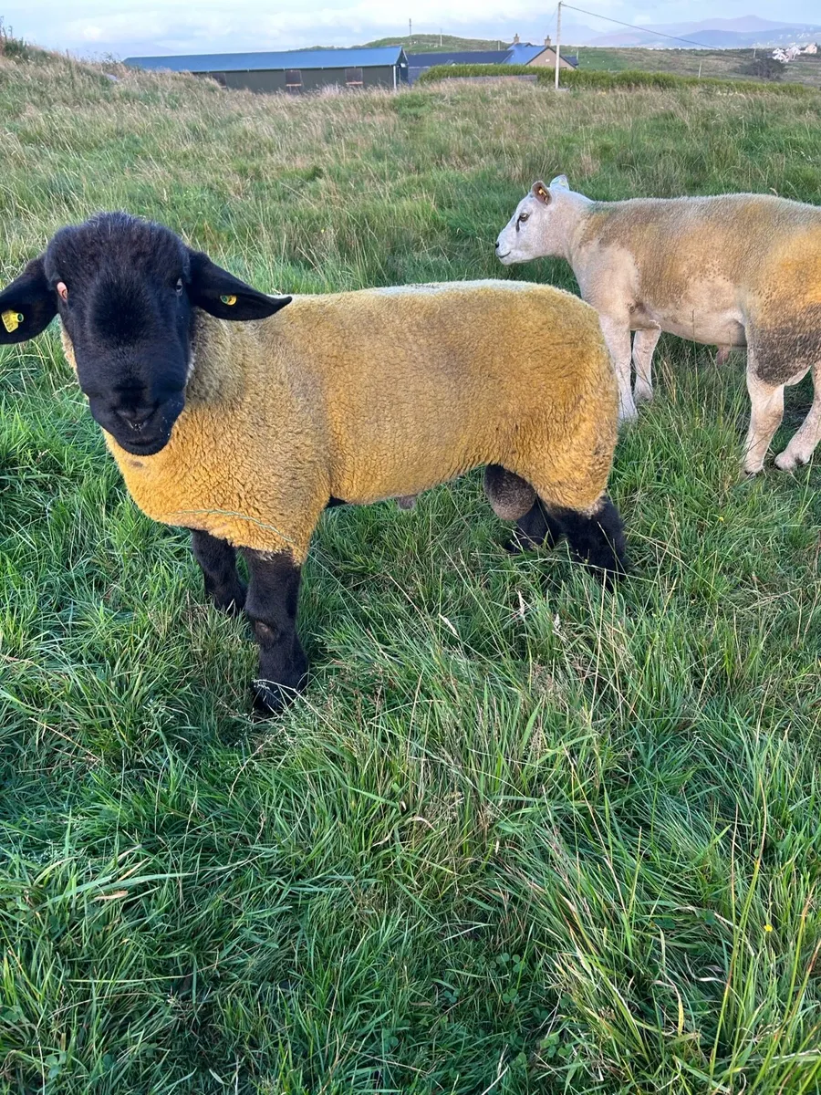 One year old Suffolk - Image 3