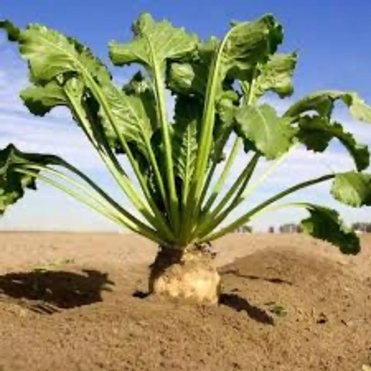 Pitted beet - Image 1