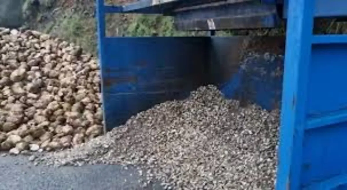 Pitted beet - Image 3