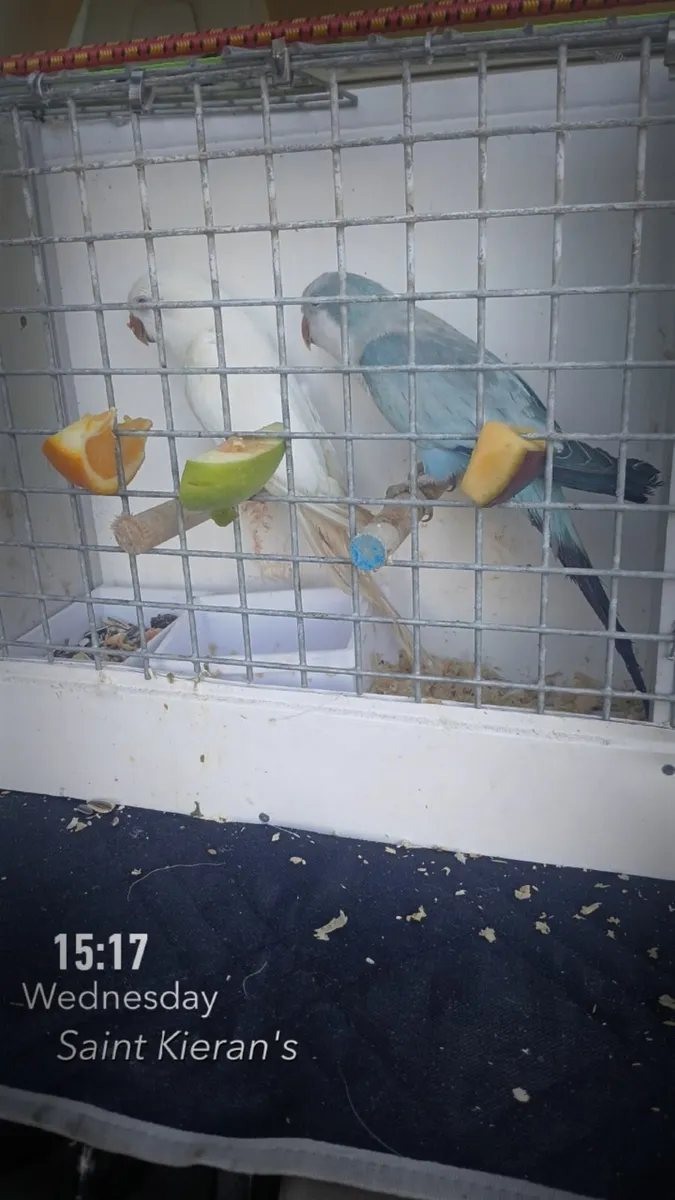 Birds parrots - Image 3