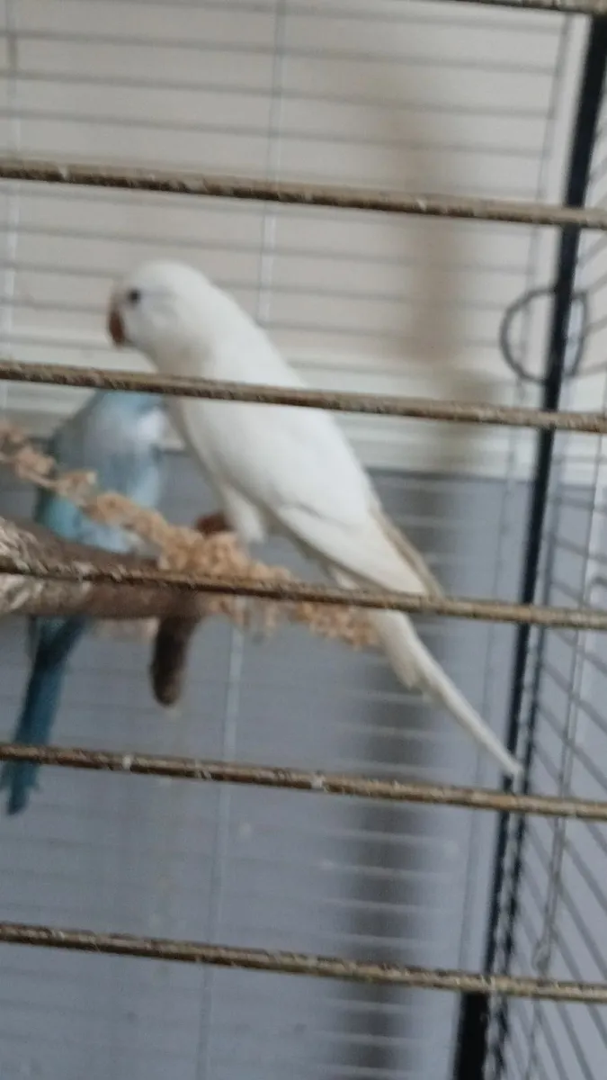 Birds parrots - Image 1