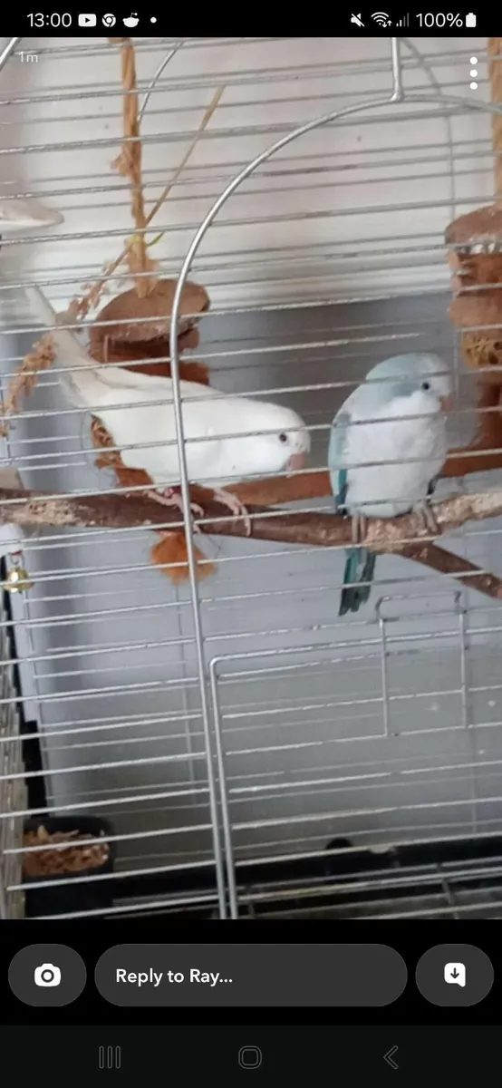 Birds parrots - Image 4