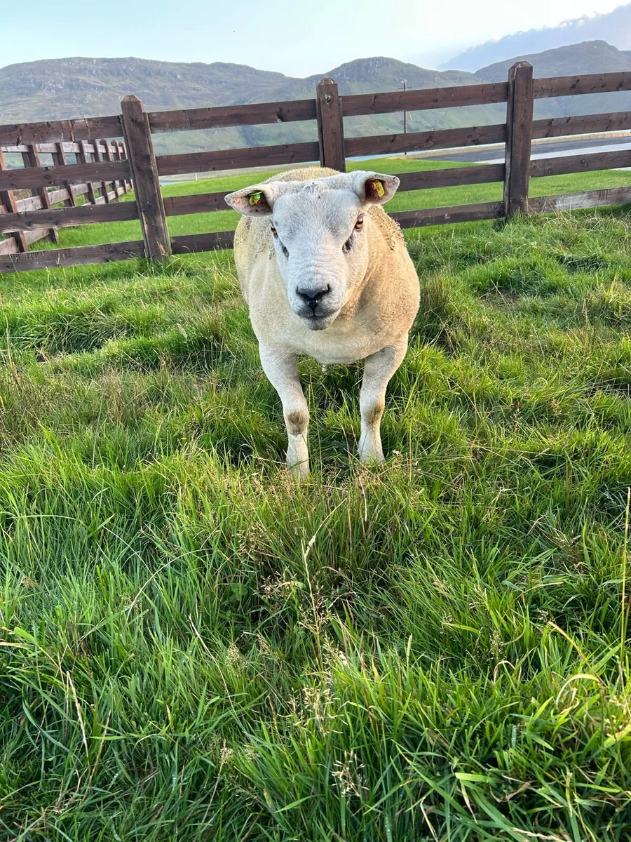 One year old texel Ram - Image 1