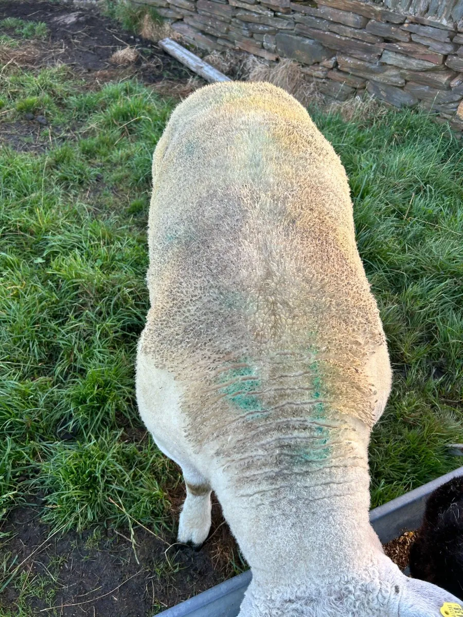 One year old texel Ram - Image 2