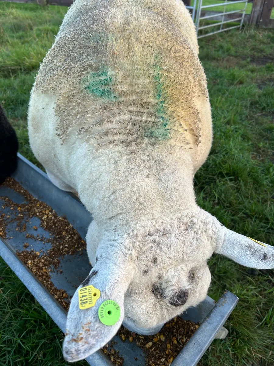 One year old texel Ram - Image 3