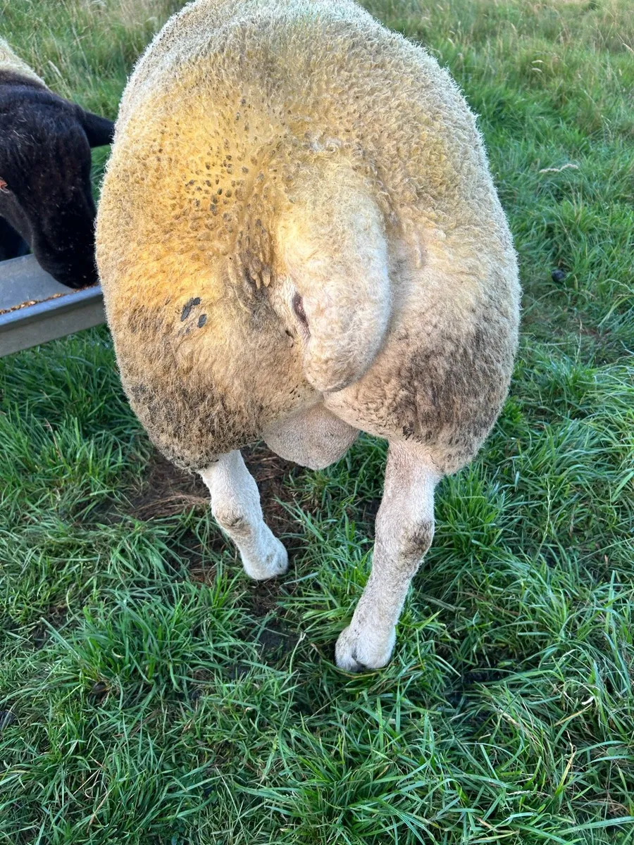 One year old texel Ram - Image 4