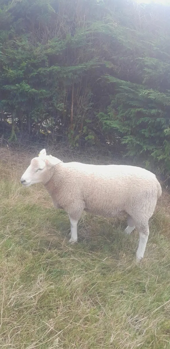 PBNR Llyn Hogget Ram - Image 2
