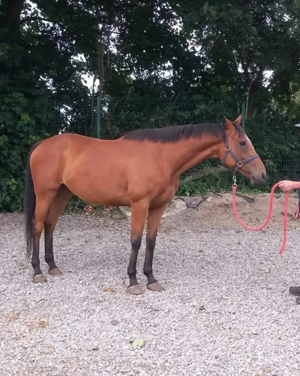 Tb mare - Image 1