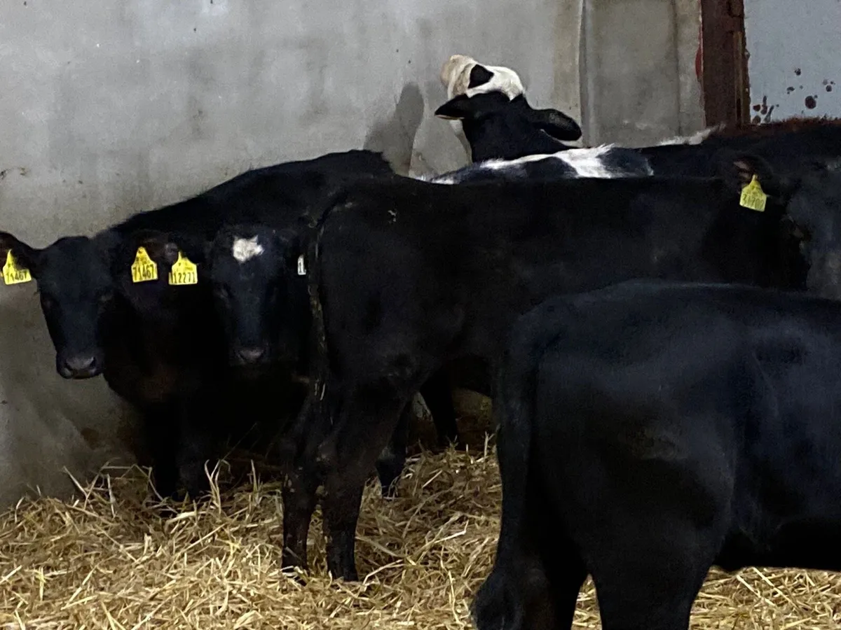 Super Weaned Grass Heifer Calves - Image 1