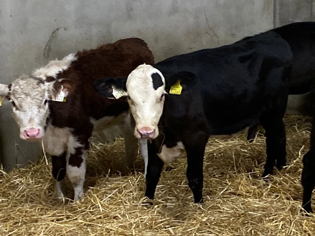 Super Weaned Grass Heifer Calves - Image 3