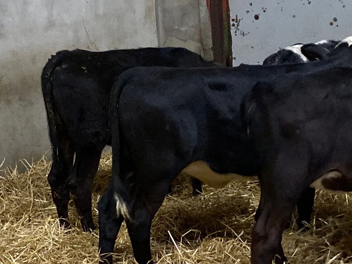 Super Weaned Grass Heifer Calves - Image 4