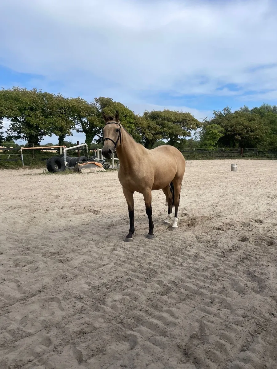 3 year old by Dignified van’t zorgvliet