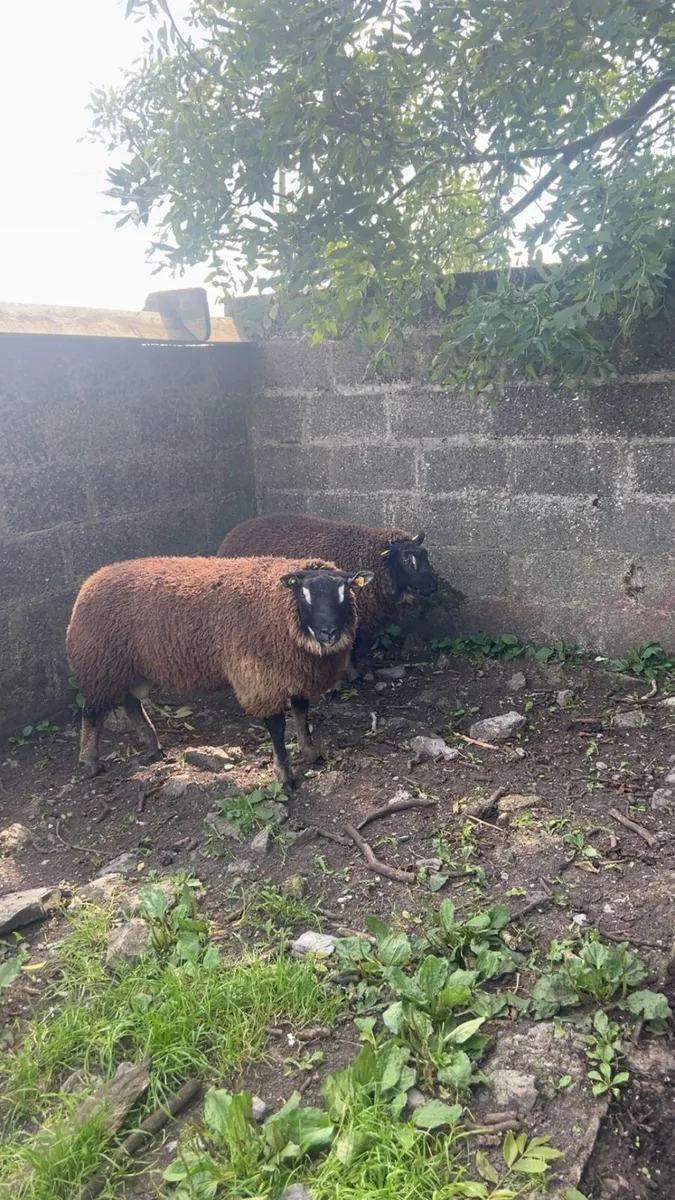Badger face ram lambs - Image 1