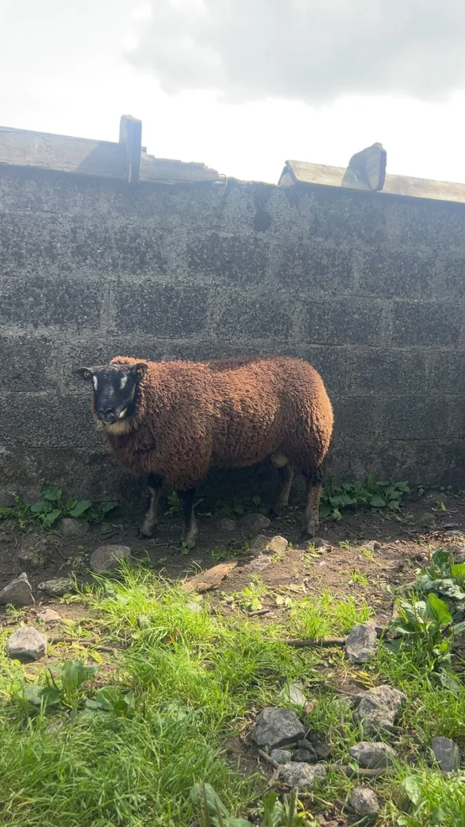 Badger face ram lambs - Image 2