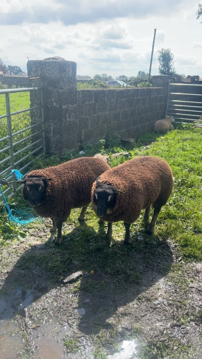 Badger face ram lambs - Image 4