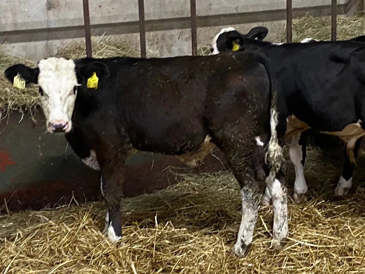 SUPER HEX BULL WEANLINGS - Image 1