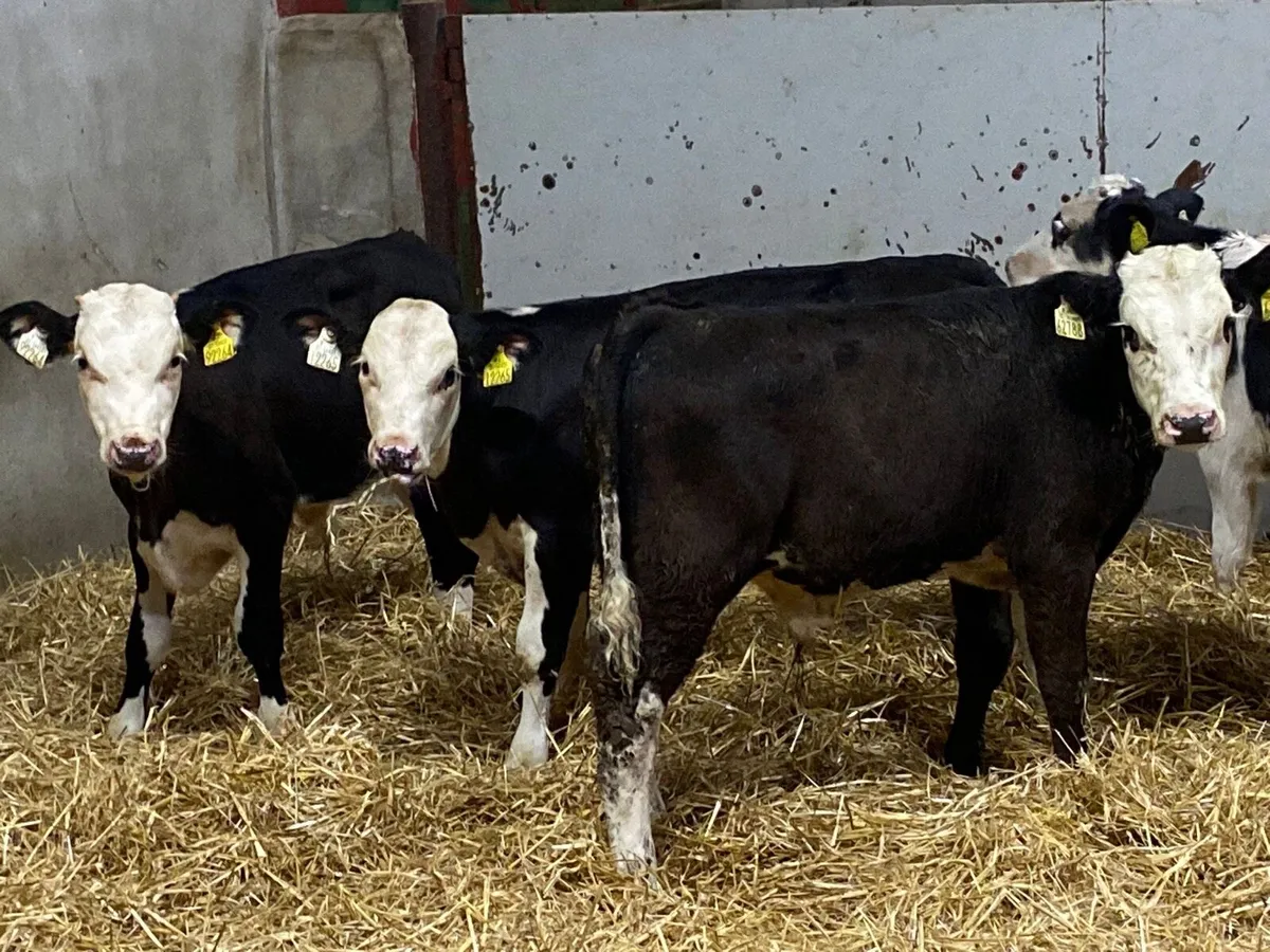 SUPER HEX BULL WEANLINGS - Image 2