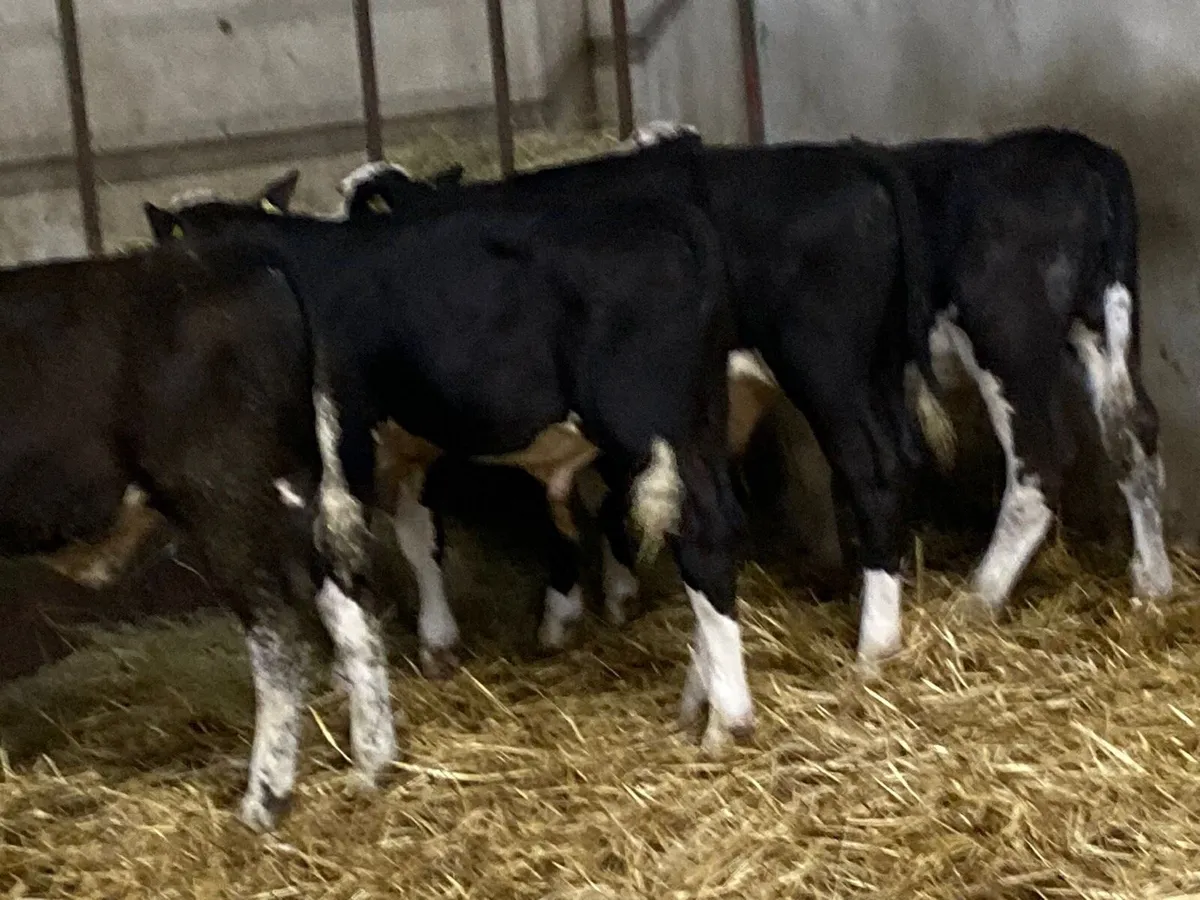 SUPER HEX BULL WEANLINGS - Image 3