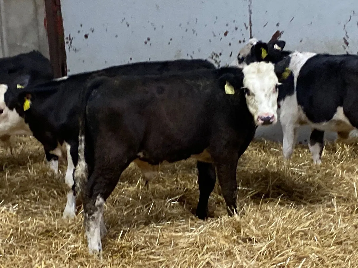 SUPER HEX BULL WEANLINGS - Image 4