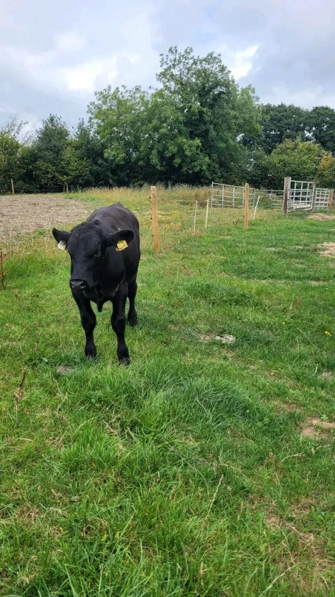 2 angus bulls weanlings - Image 3