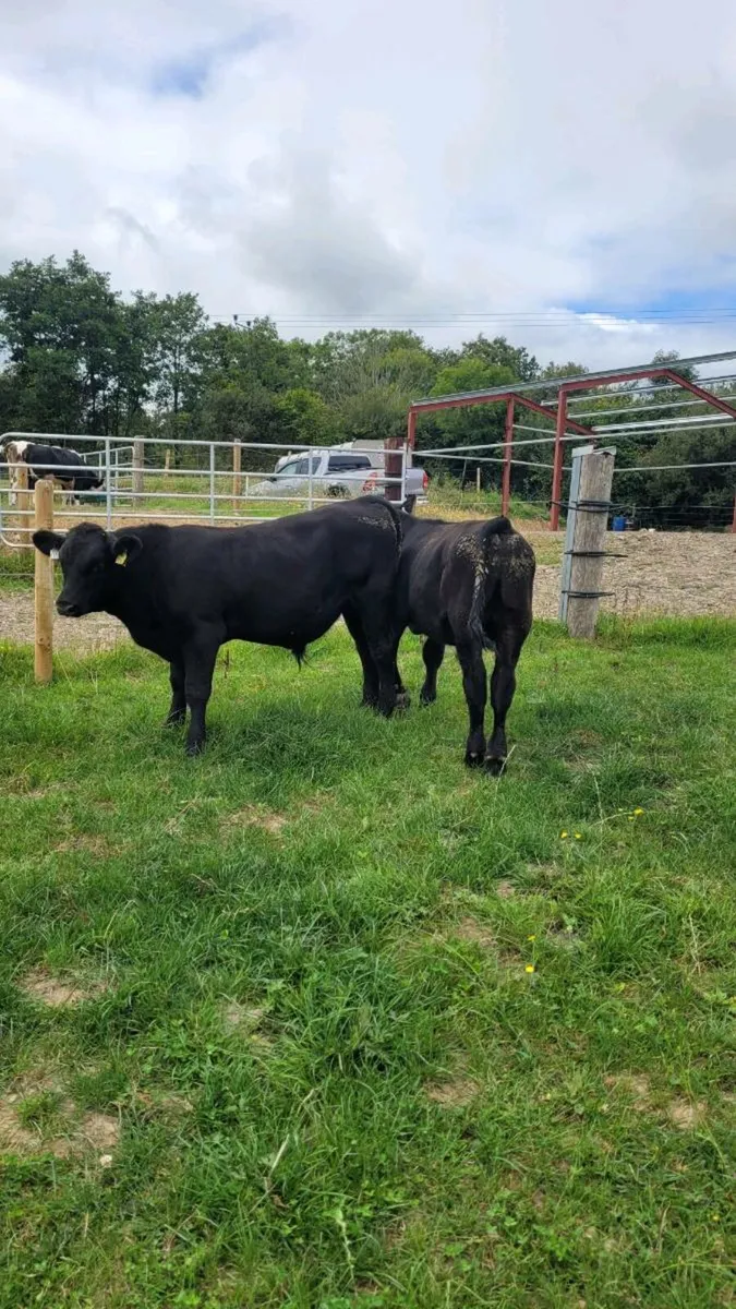2 angus bulls weanlings - Image 4