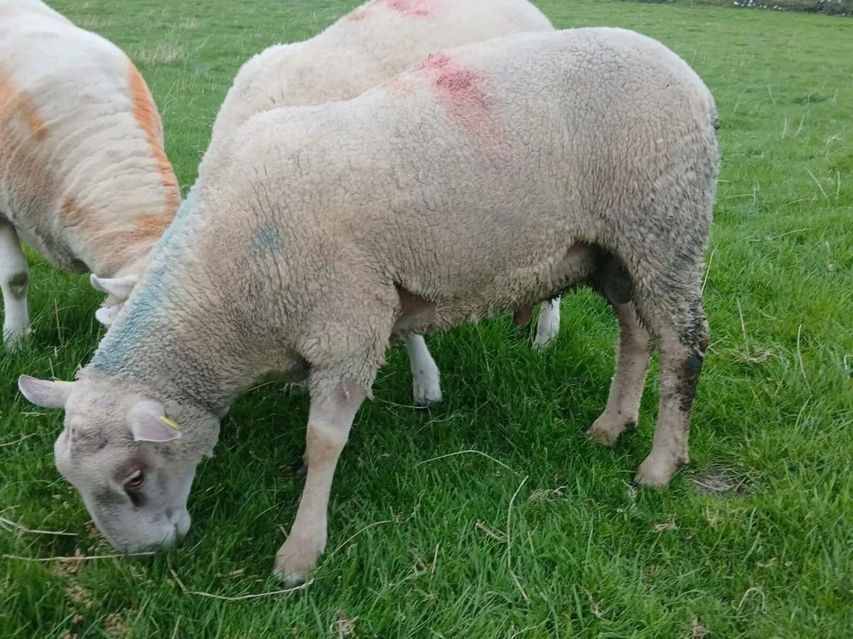 Rams - Image 2