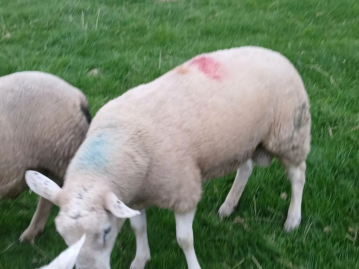 Rams - Image 3