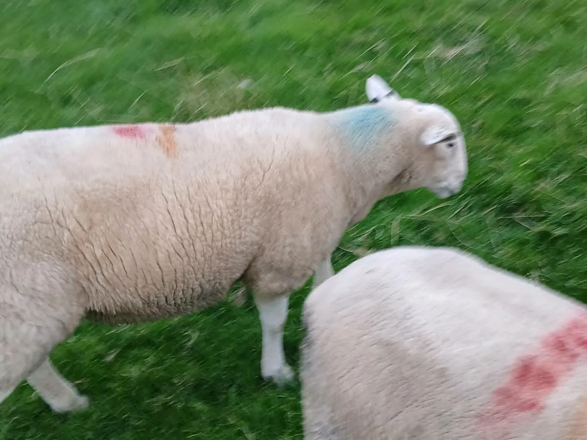 Rams - Image 4