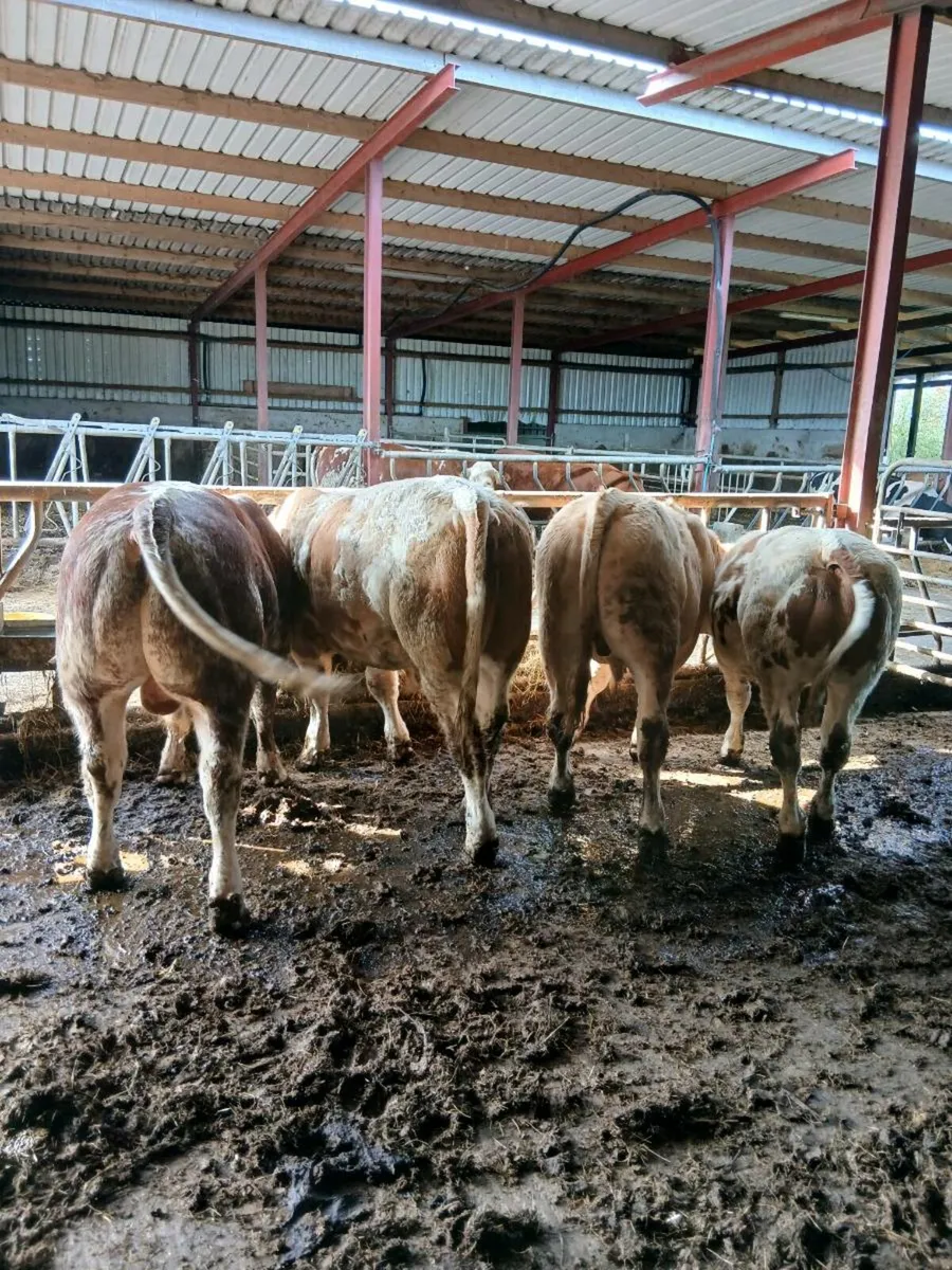Cattle - Image 1