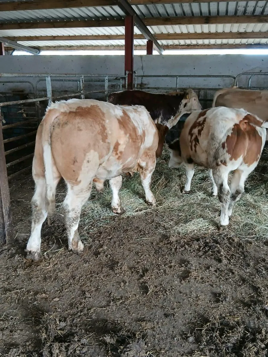 Cattle - Image 2