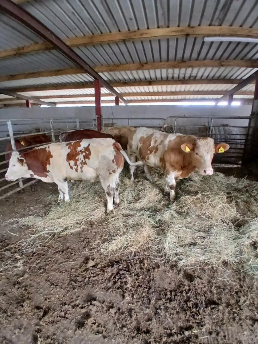 Cattle - Image 3