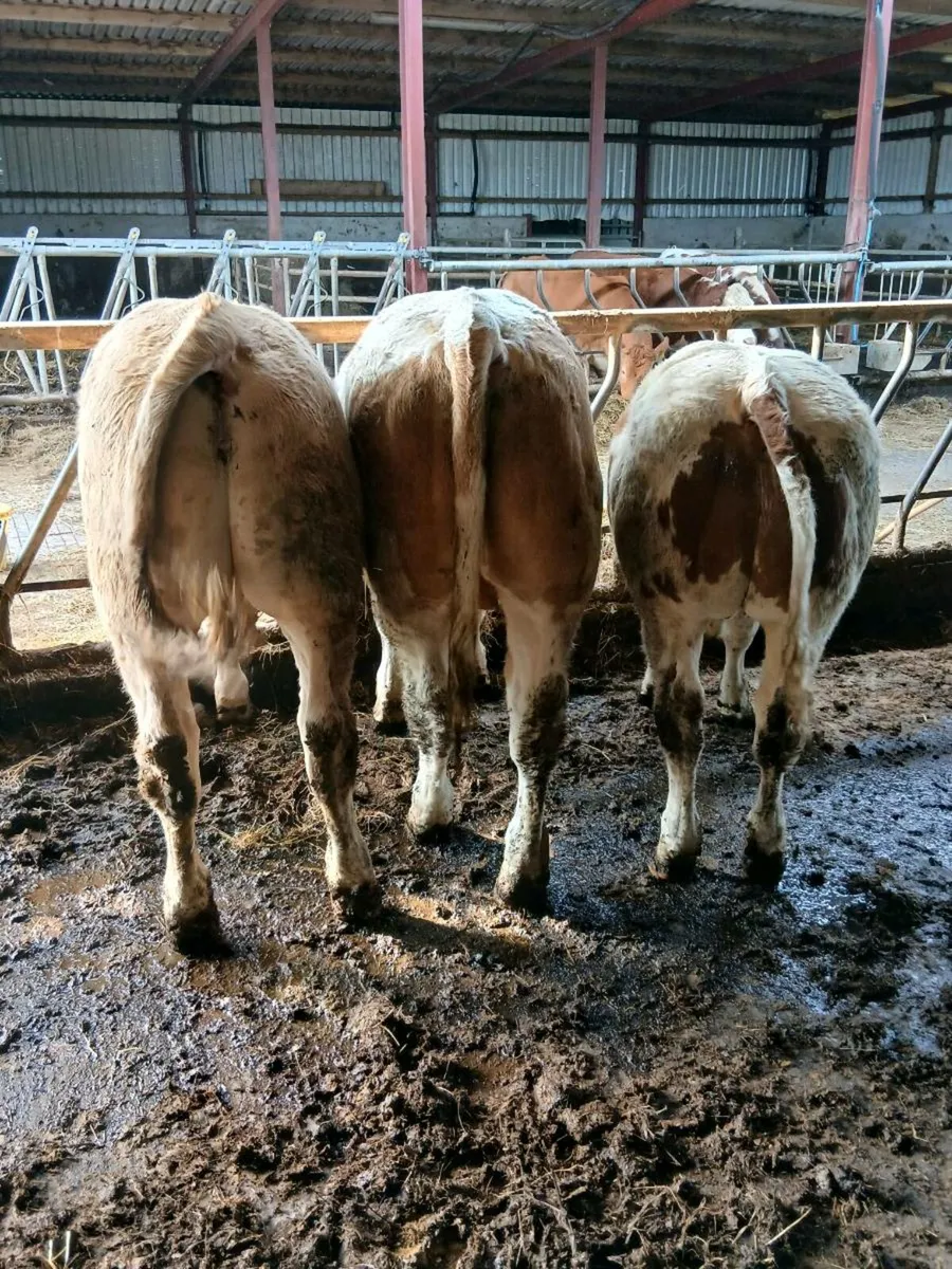 Cattle - Image 4