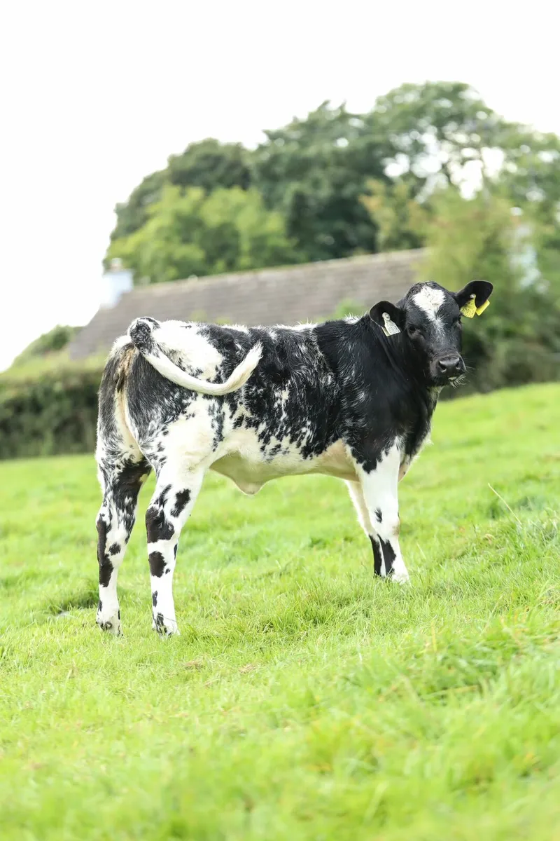Cows with calves @ foot - Image 1