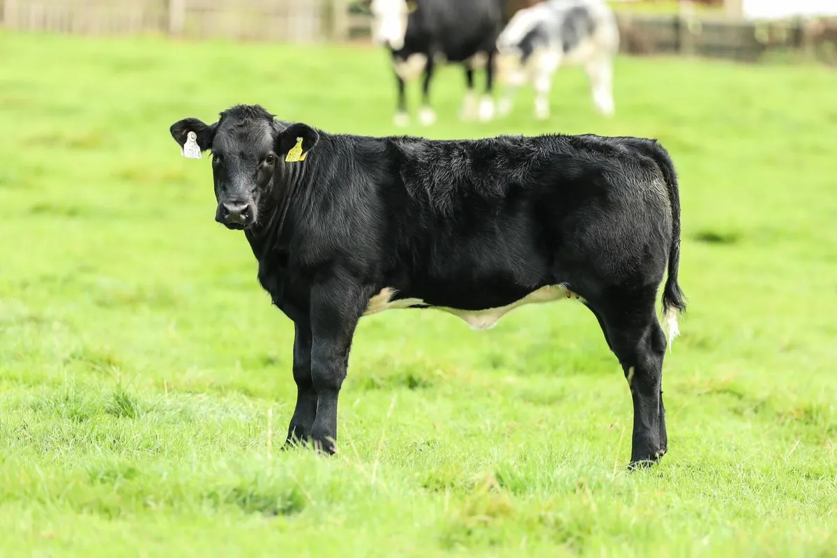 Cows with calves @ foot - Image 2