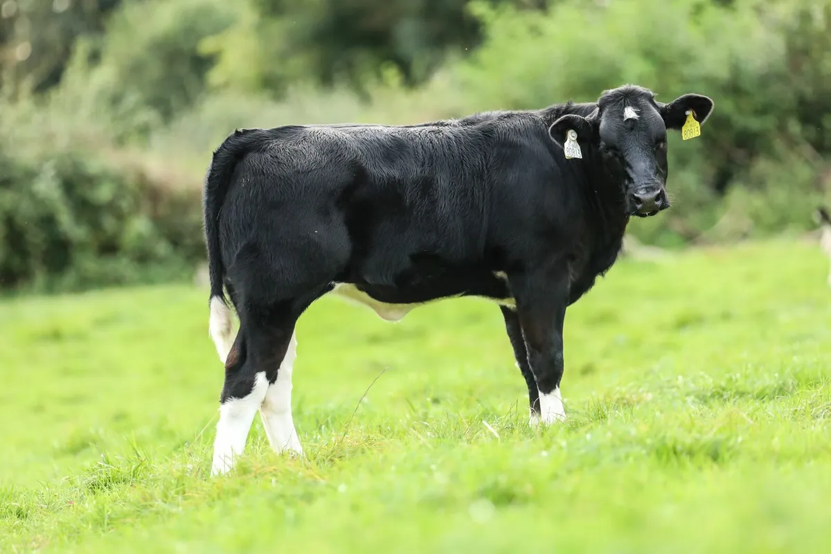 Cows with calves @ foot - Image 3