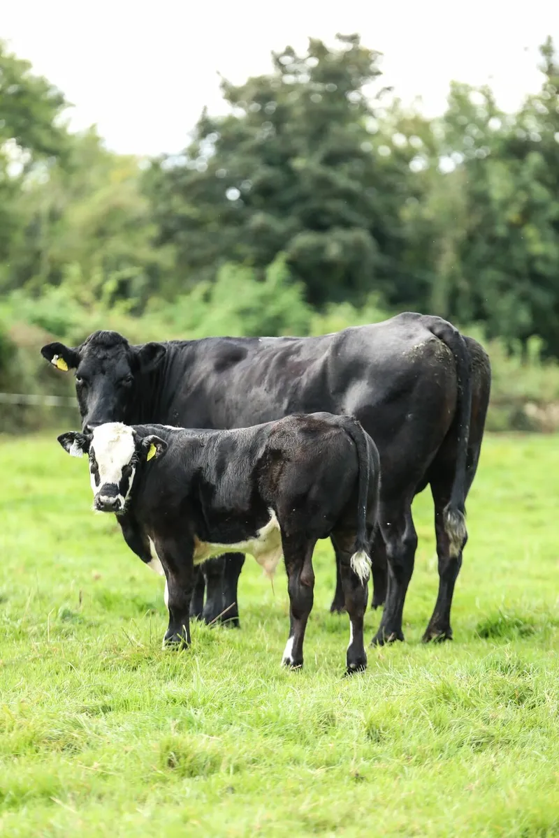 Cows with calves @ foot - Image 4