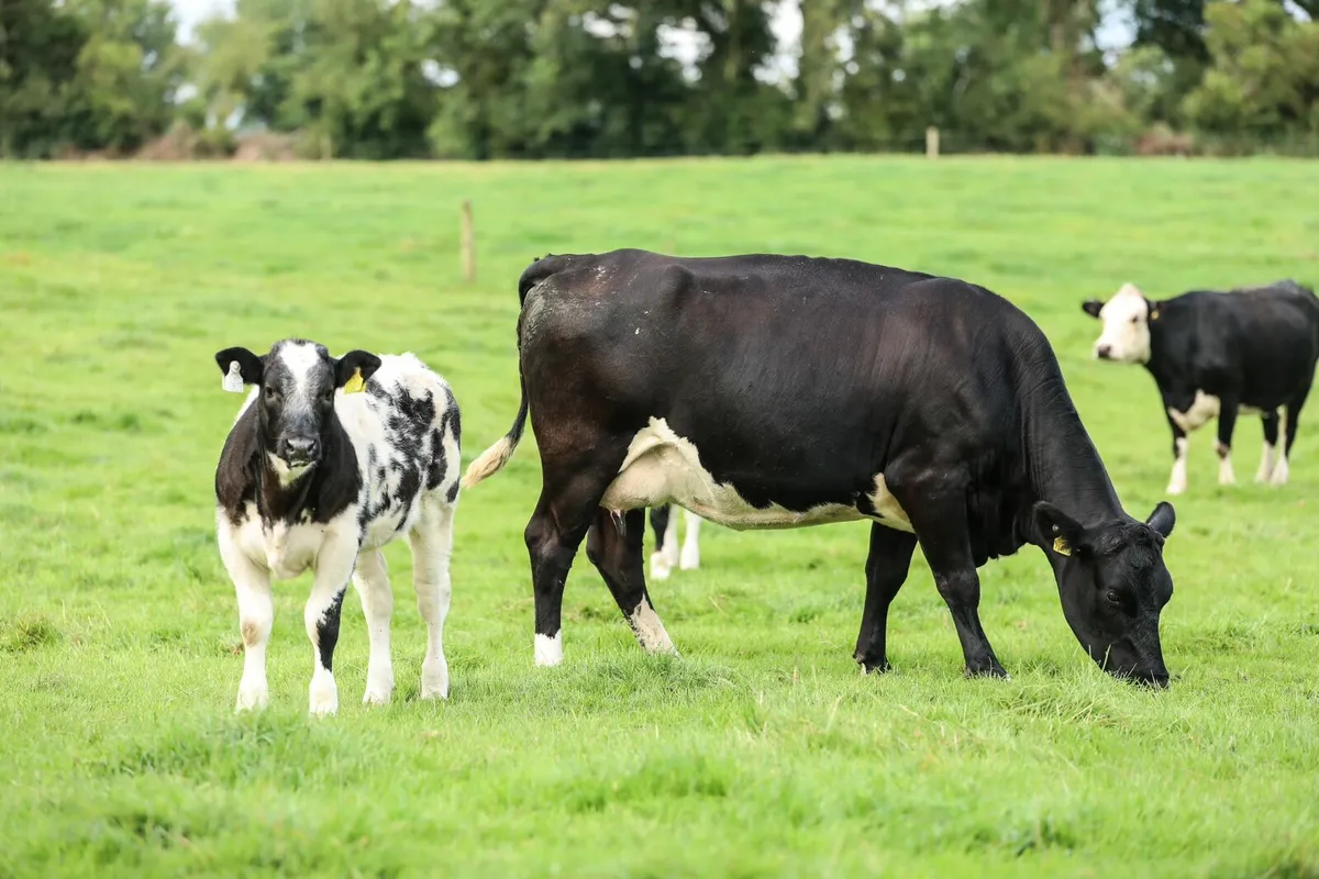 Cows with calves @ foot - Image 3
