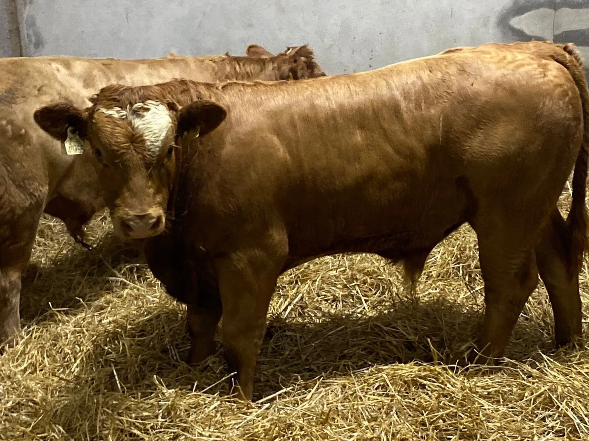 Real Super 350Kg U Grade Orange Bull Weanlings - Image 1