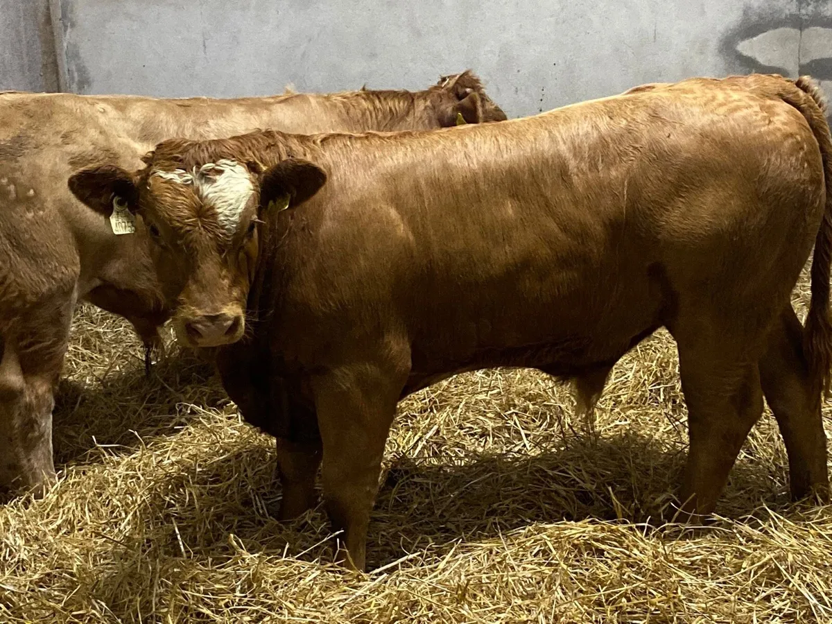 Real Super 350Kg U Grade Orange Bull Weanlings - Image 2